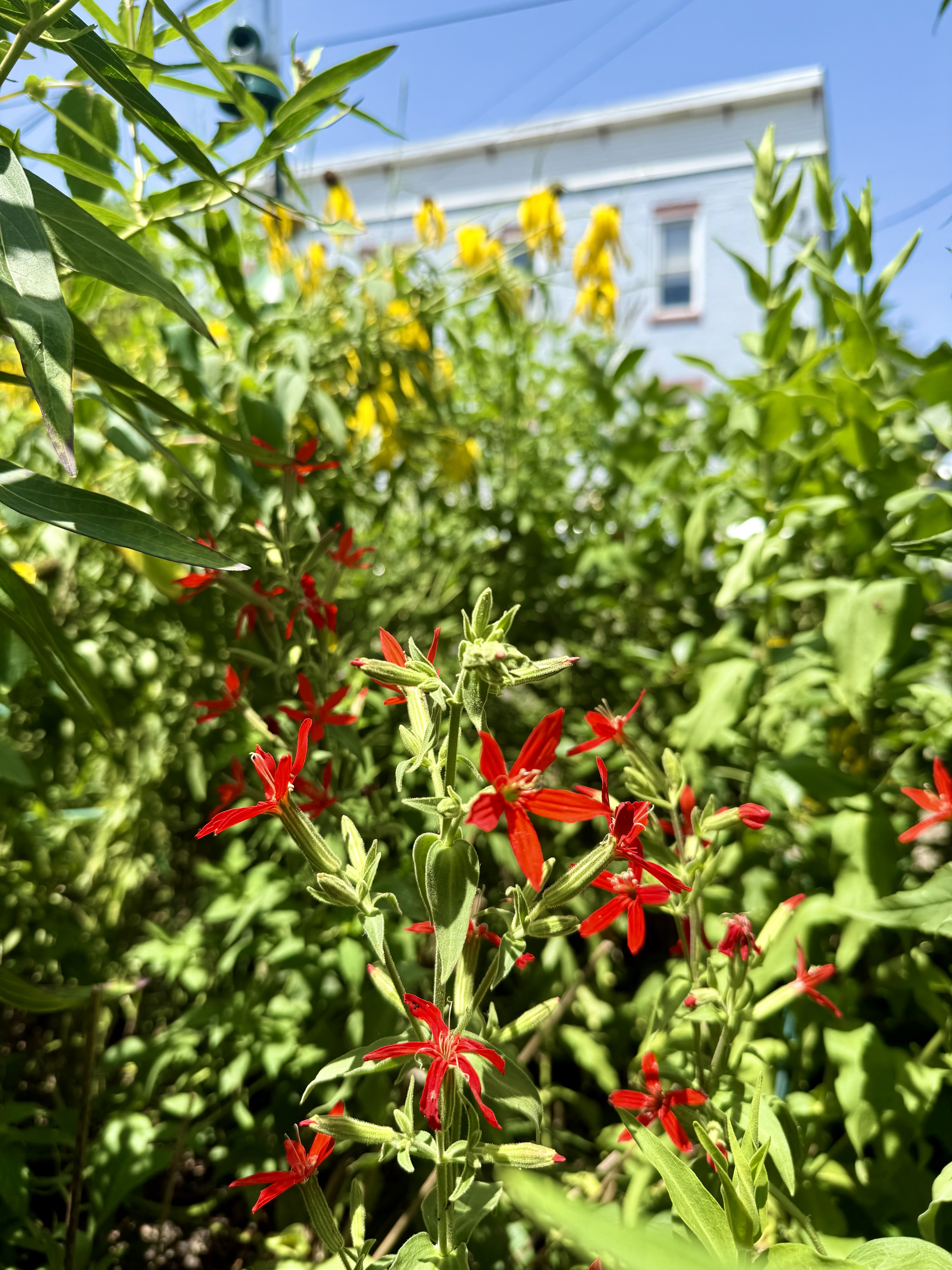 Royal Catchfly and Gray Headed Coneflower